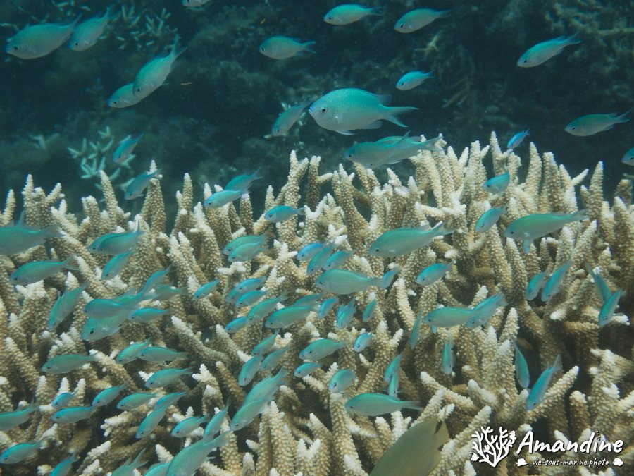 Poissons osseux