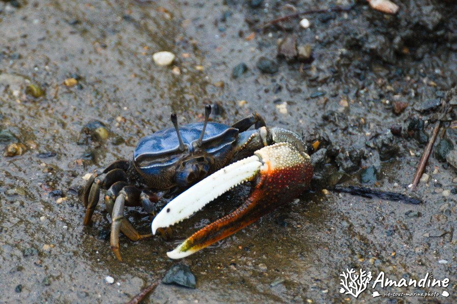 Crabe