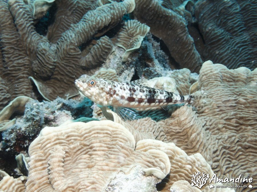 Saurida gracilis