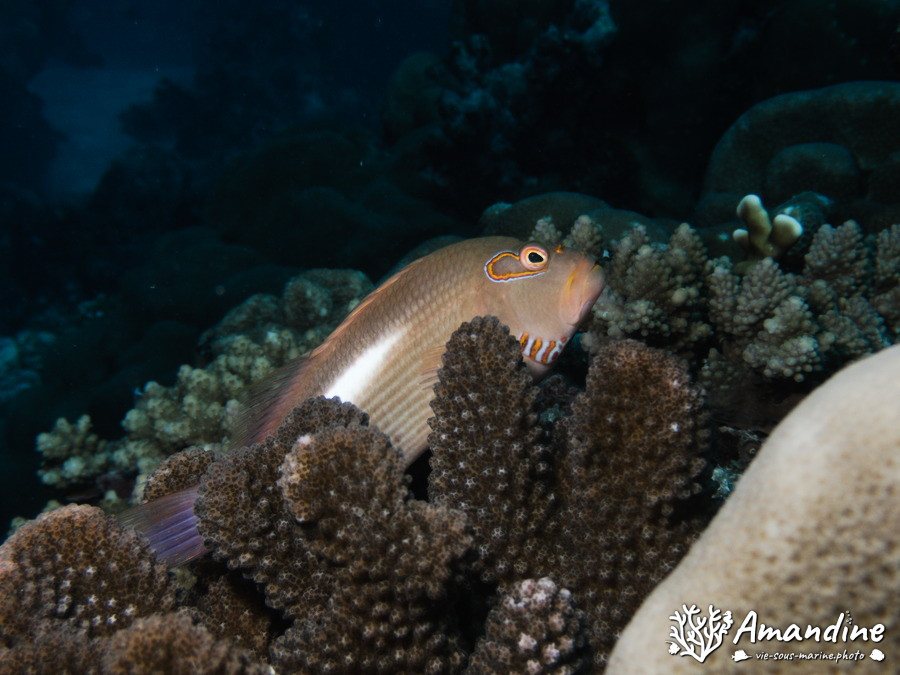 Paracirrhites arcatus