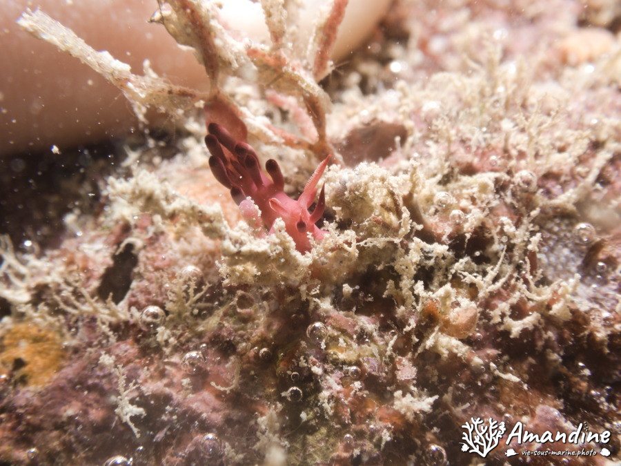 Mollusques