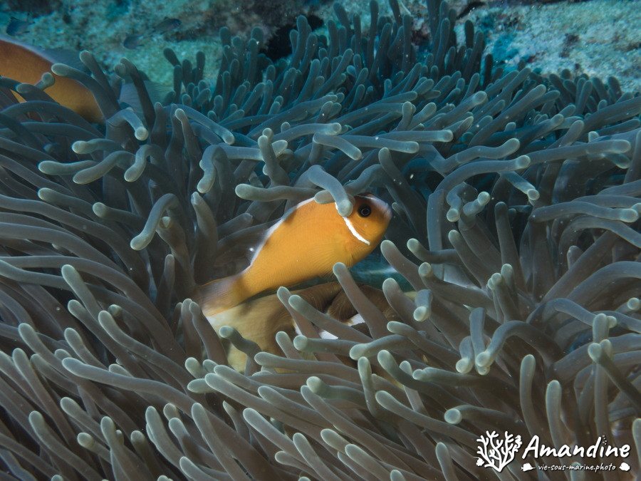 Amphiprion perideraion