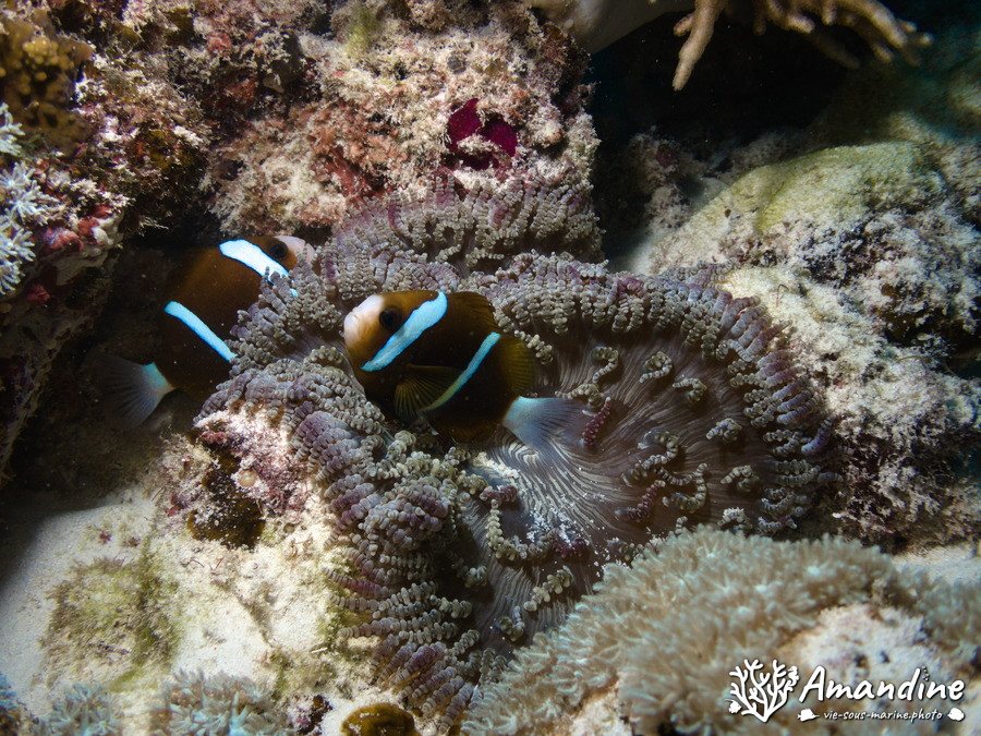 Amphiprion akindynos