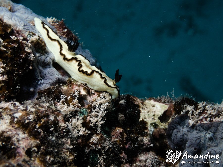 Limaces de mer
