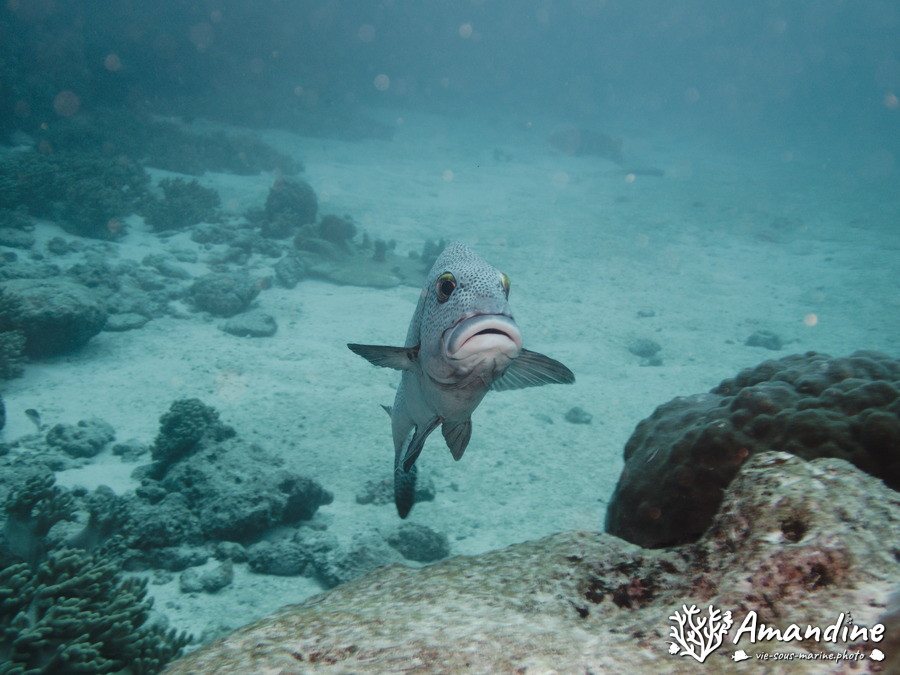 Plectorhinchus picus