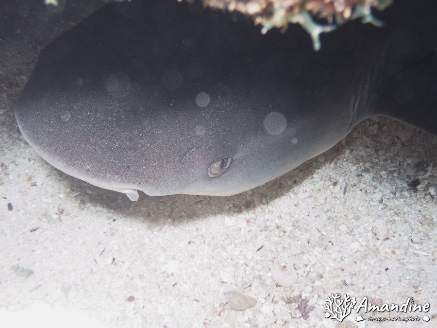 Requin à pointe blanche du lagon