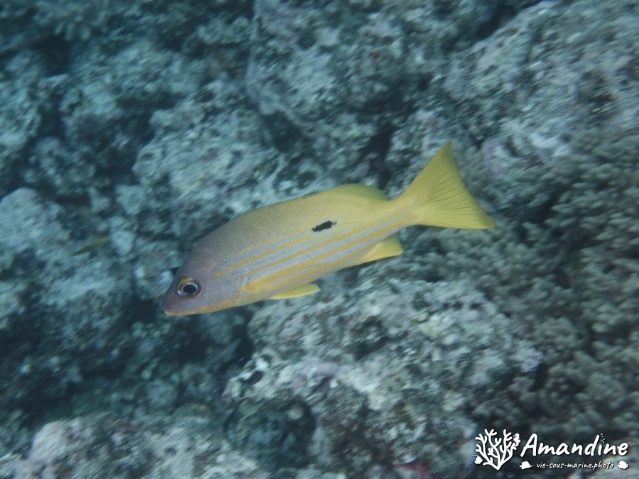 Lutjanus fulviflamma