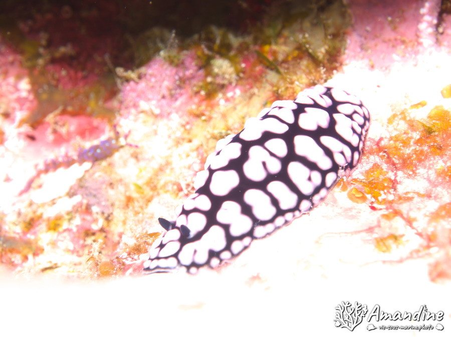 Mollusques