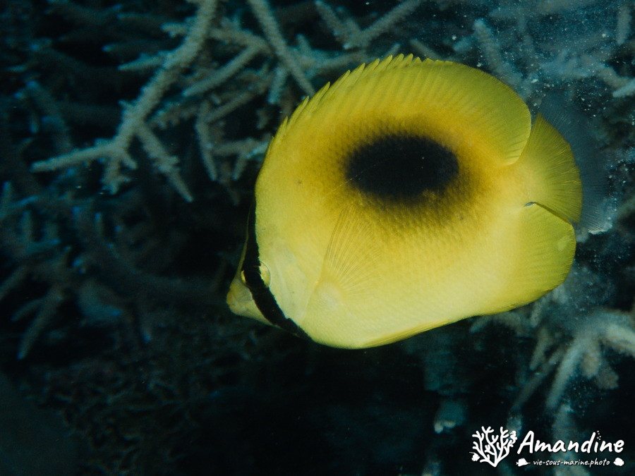 Chaetodon speculum