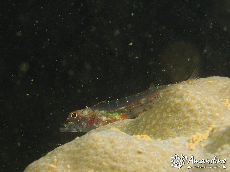 Poisson à trois nageoires