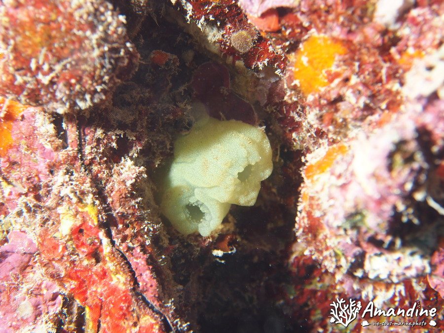 Tuniciers
