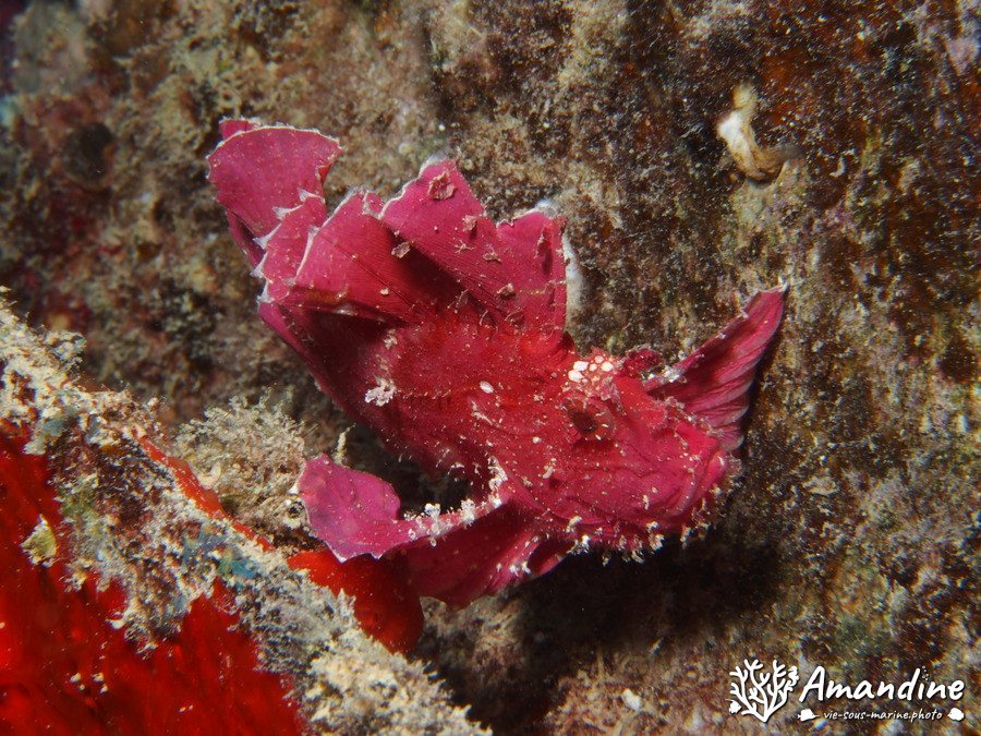 Taenianotus triacanthus