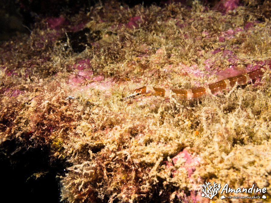 Corythoichthys amplexus