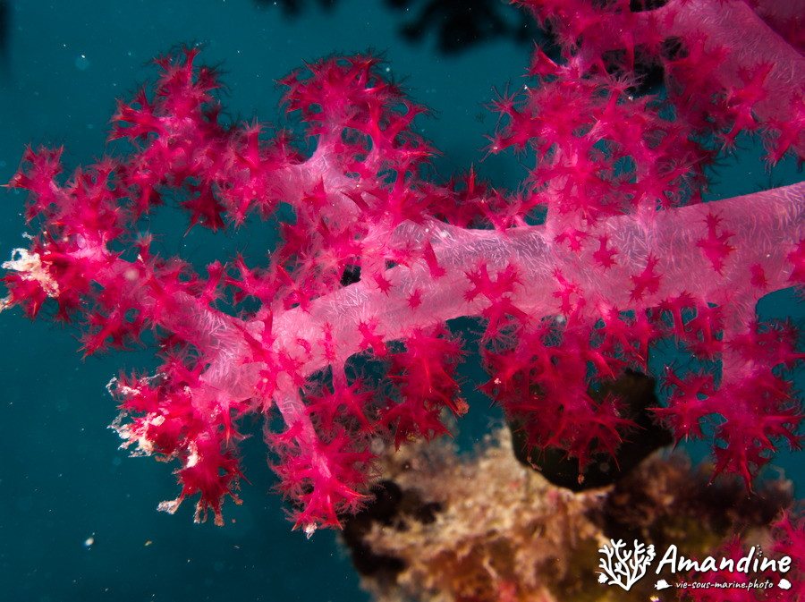 Dendronephthya sp.