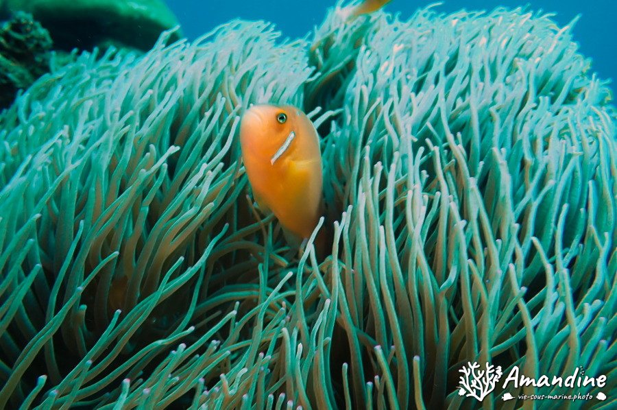 Amphiprion perideraion