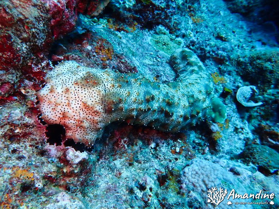 Pearsonothuria (Bohadschia) graeffei