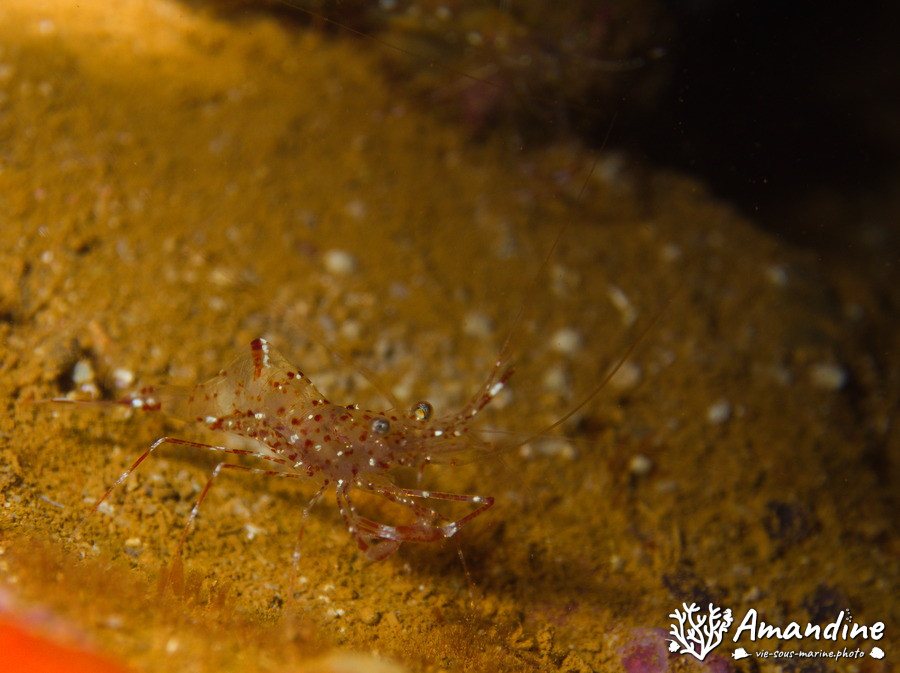 Urocaridella sp.