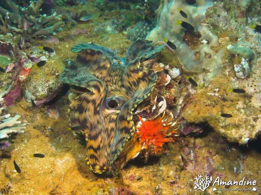 Mollusques
