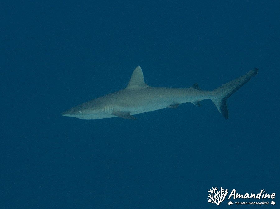 Carcharhinus amblyrhynchos
