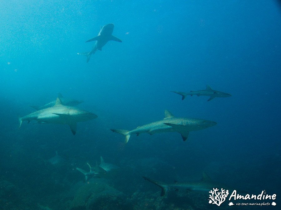 Carcharhinus amblyrhynchos