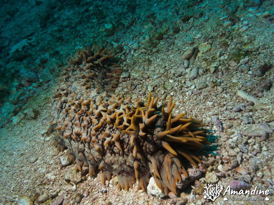 Thelenota ananas