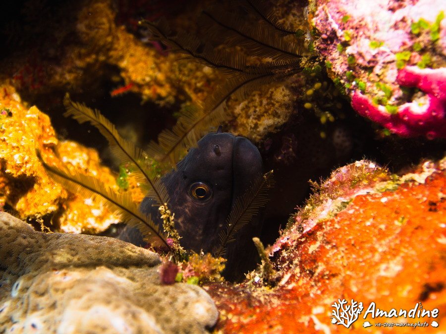Gymnothorax thyrsoideus