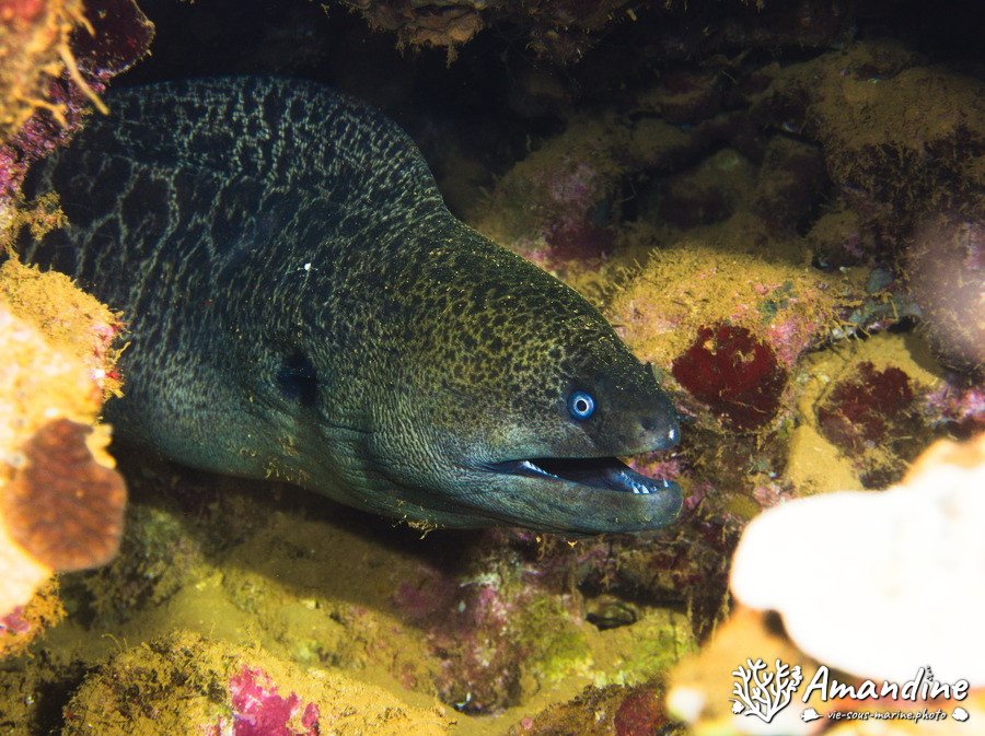 Poissons osseux