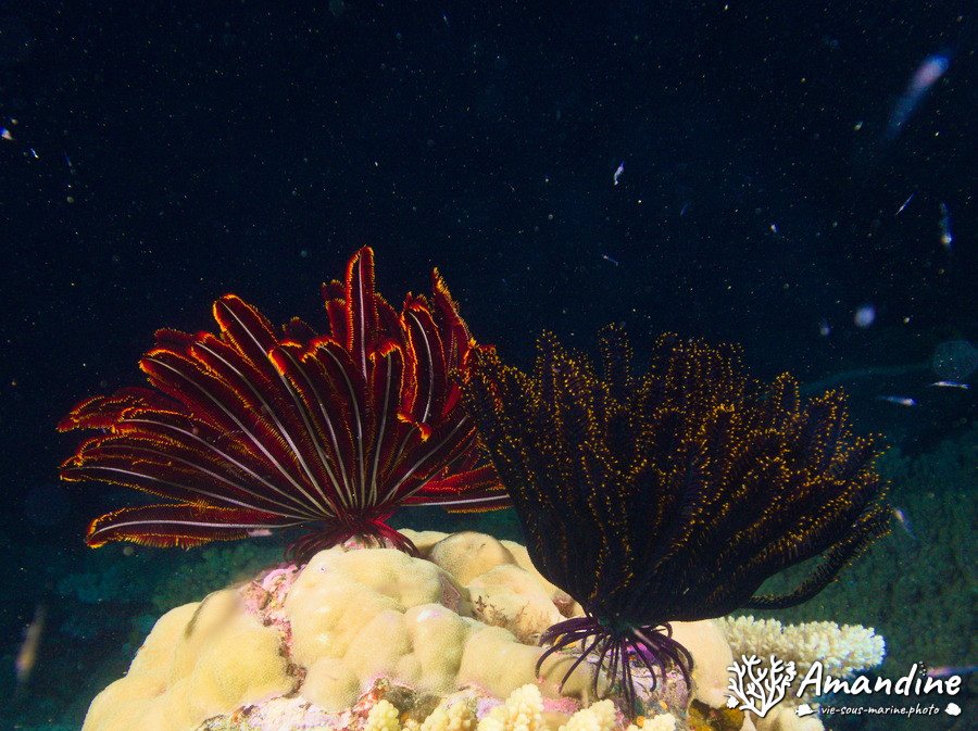 Anneissia (Oxycomanthus) bennetti