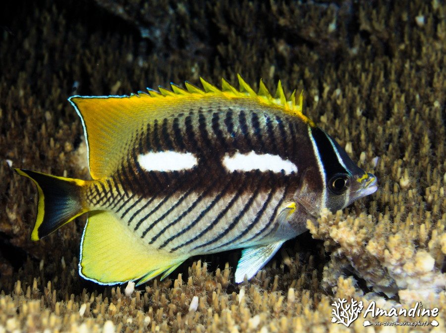 Chaetodon trifascialis