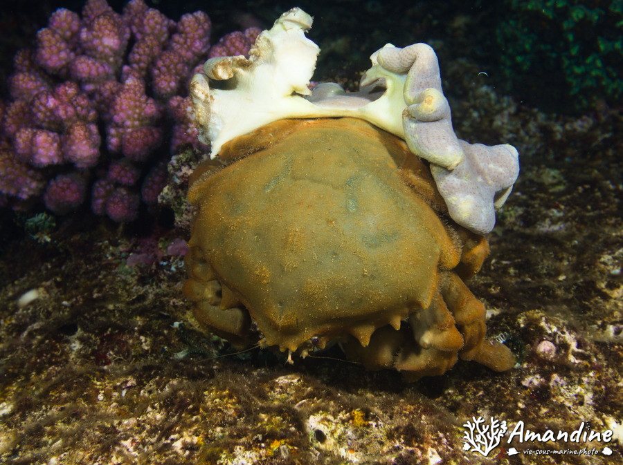 Dromiidae sp.