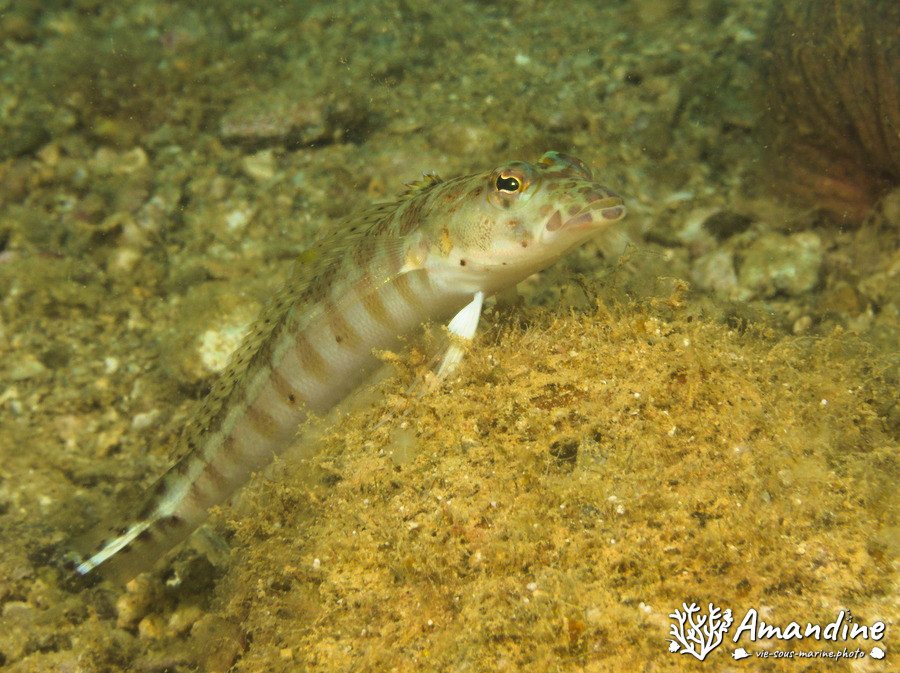 Parapercis millepunctata