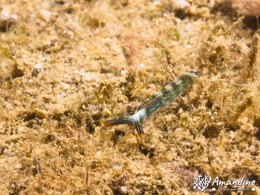 Thuridilla gracilis