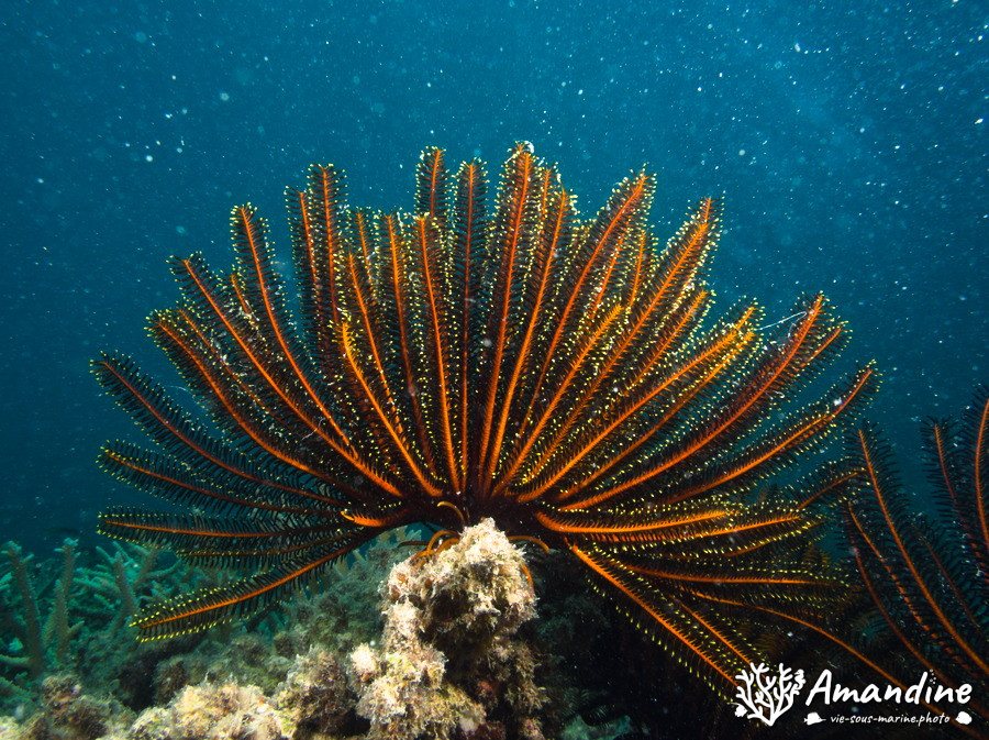Crinoïde