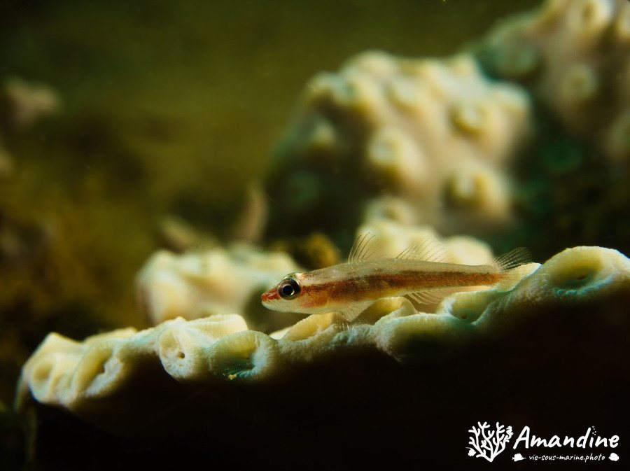 Bryaninops erythrops