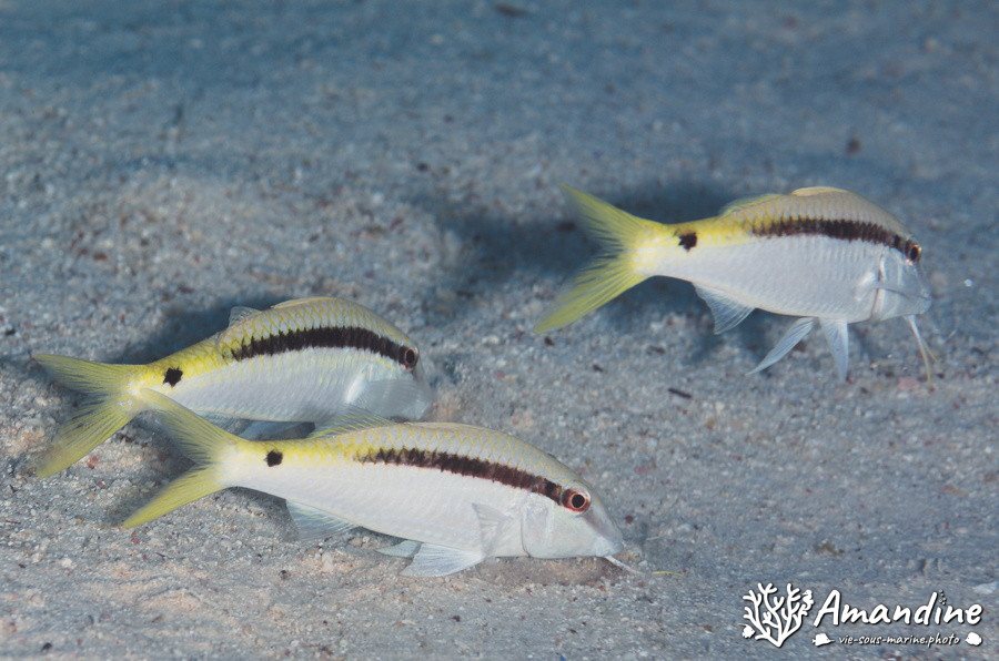 Parupeneus barberinus