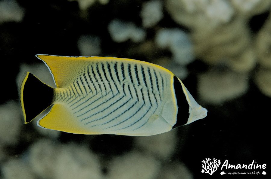 Chaetodon trifascialis
