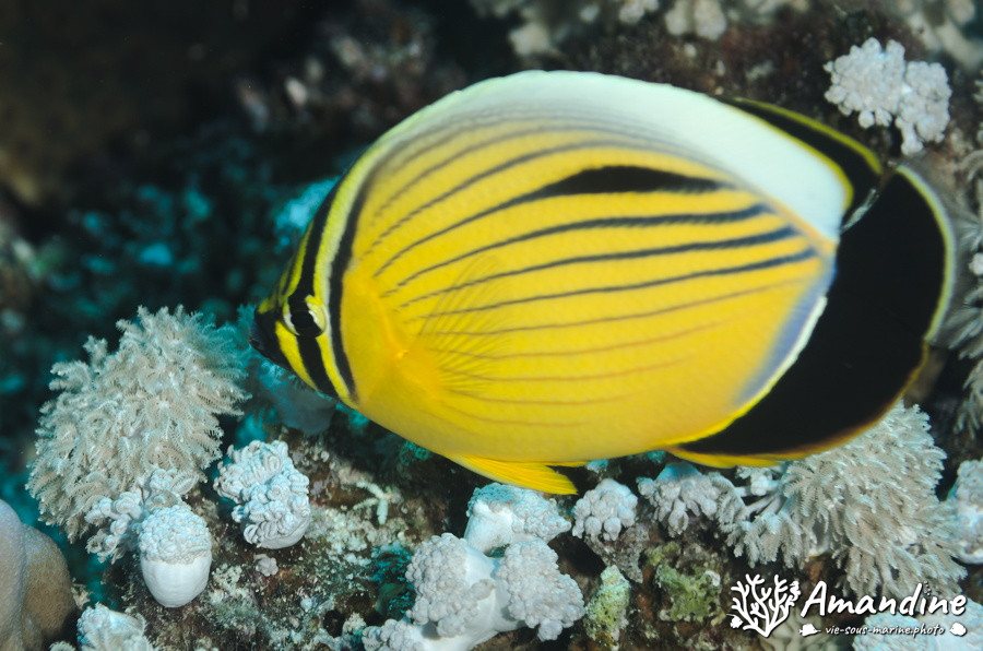 Chaetodon lunulatus