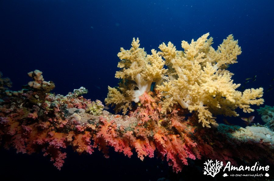 Dendronephthya sp.