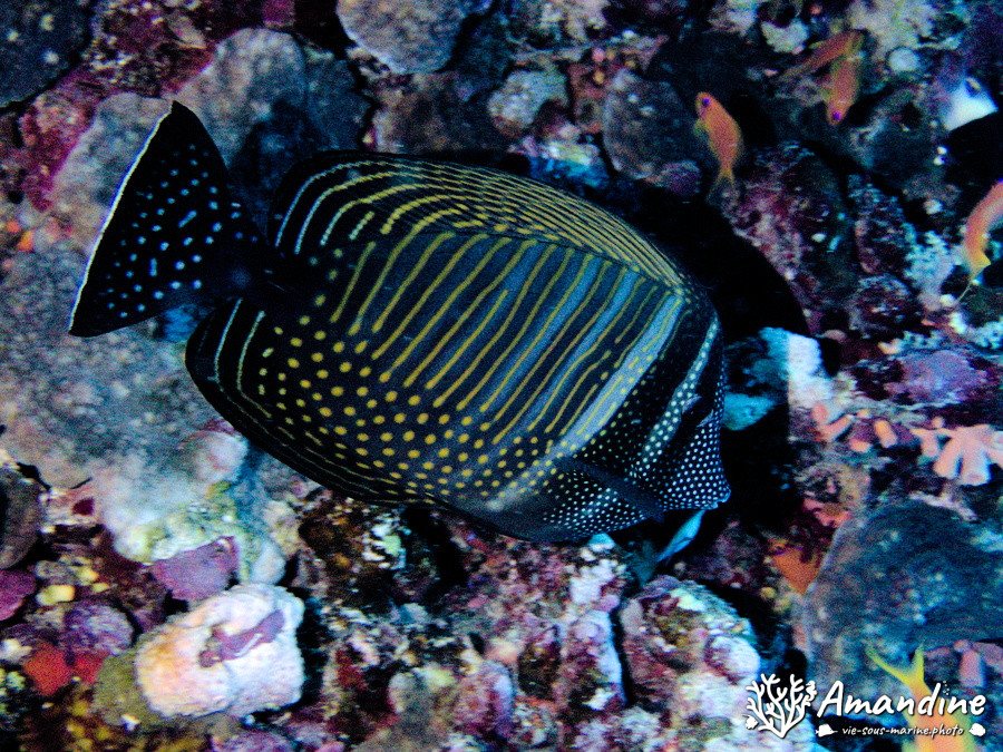 Zebrasoma desjardinii