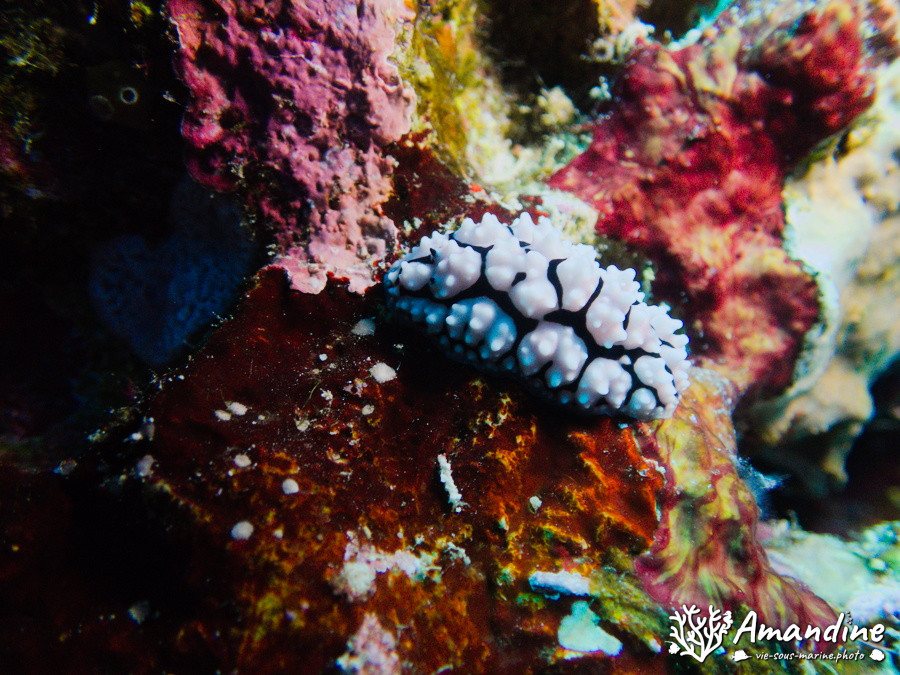Mollusques