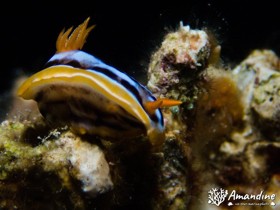 Mollusques