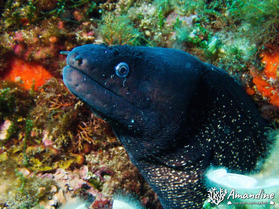 Poissons osseux