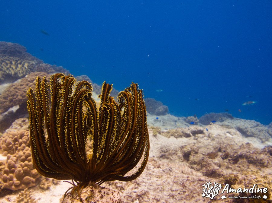 Anneissia (Oxycomanthus) bennetti