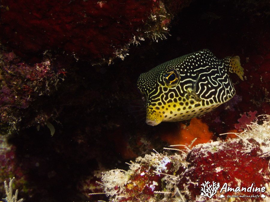 Ostracion cubicus