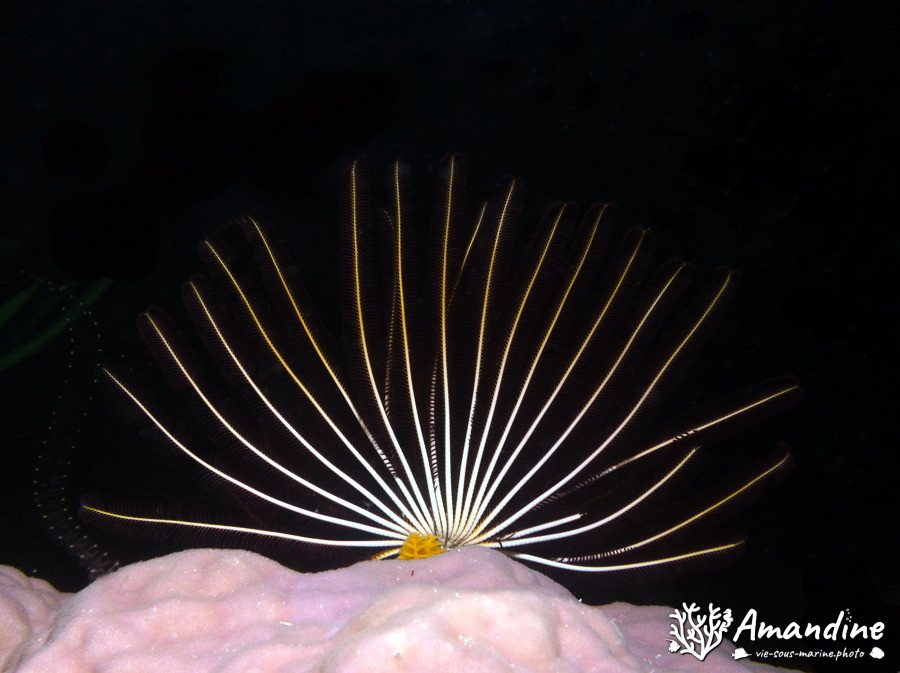 Crinoïde
