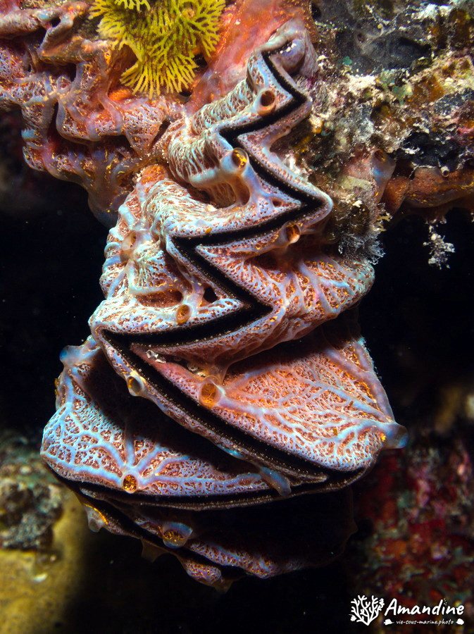 Mollusques