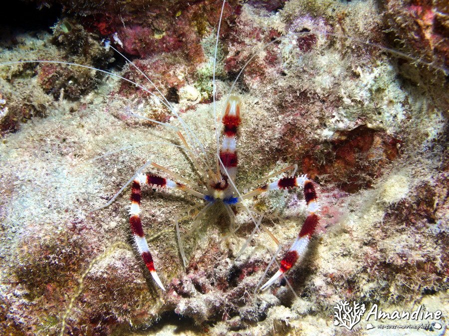 Crevette