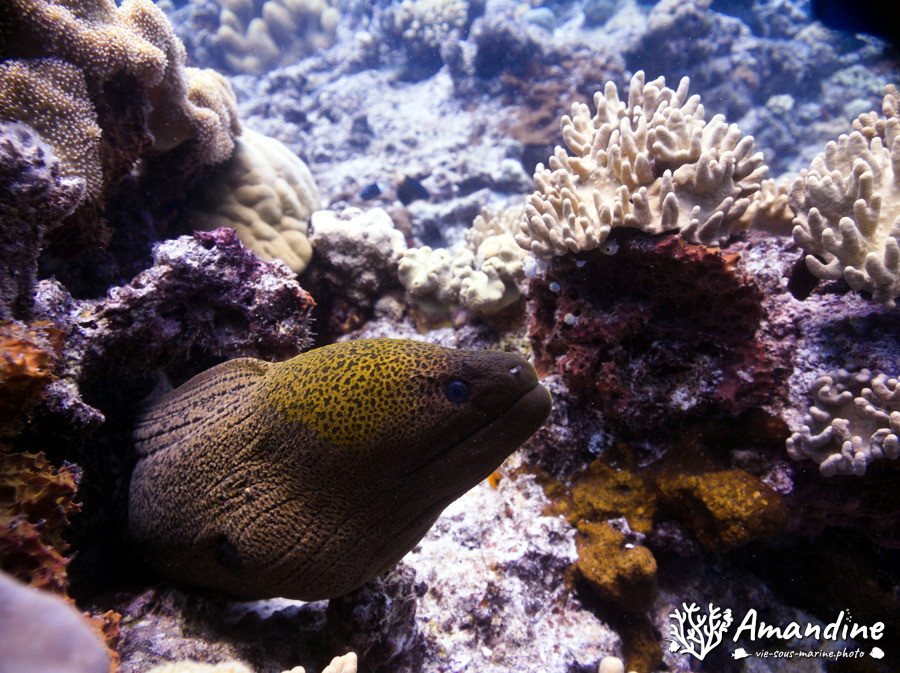 Gymnothorax flavimarginatus