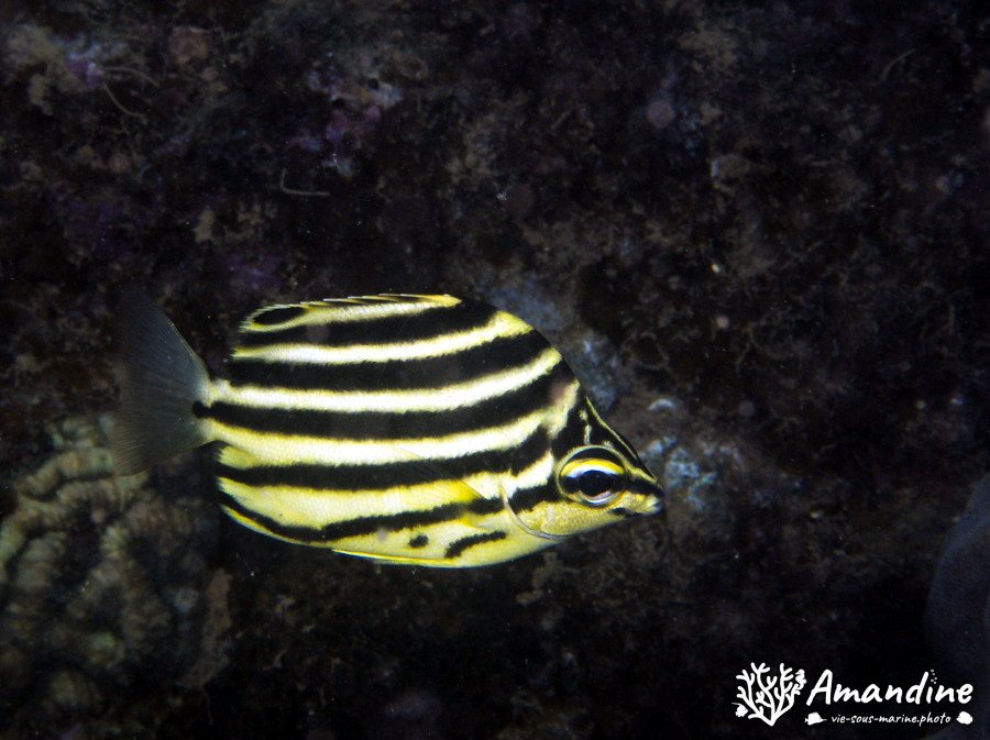 Microcanthus strigatus