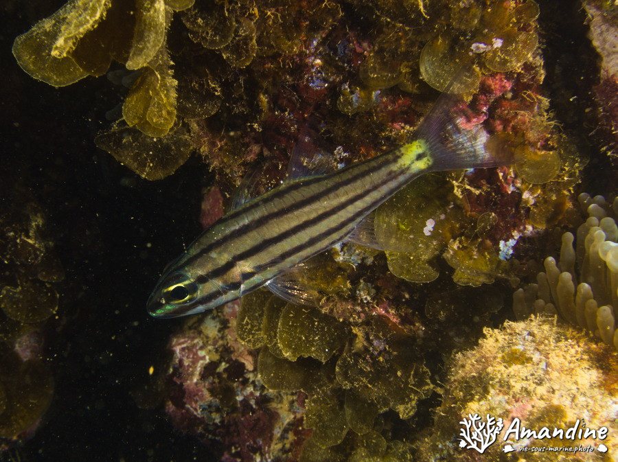 Cheilodipterus quinquelineatus